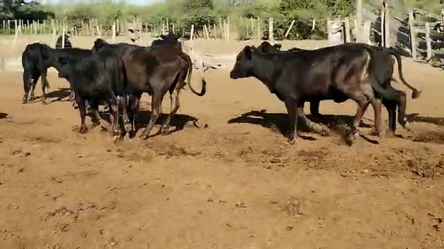 Lote 90 Novillitos y vaquillonas en Quimilí, Santiago del Estero
