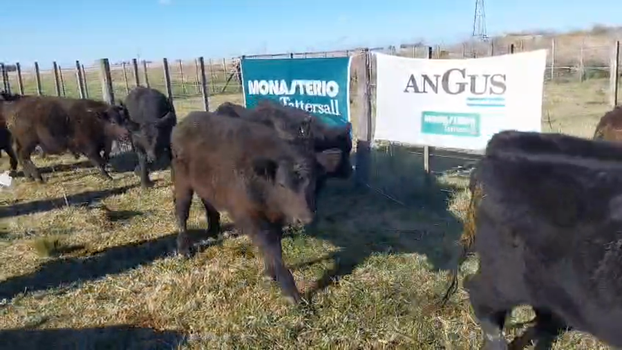 Lote 60 Terneros EN ARBOLEDAS