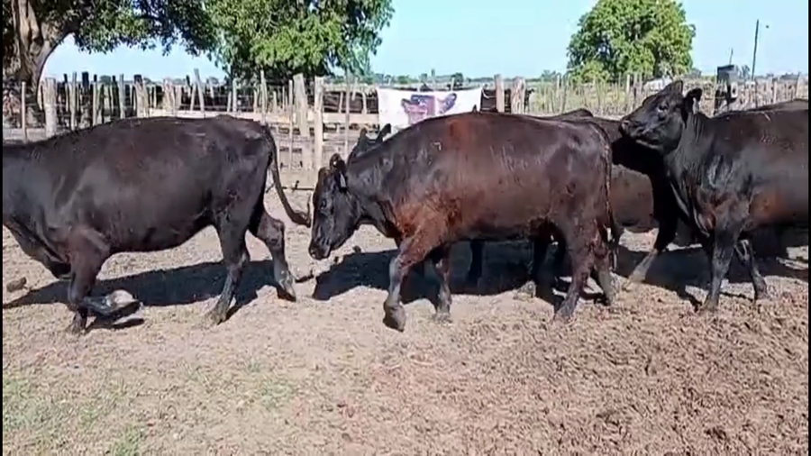 Lote 17 Vacas nuevas C/ gtia de preñez