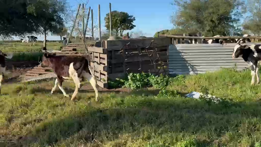 Lote 3 Terneros a remate en Pantalla Camy 100kg - , San José