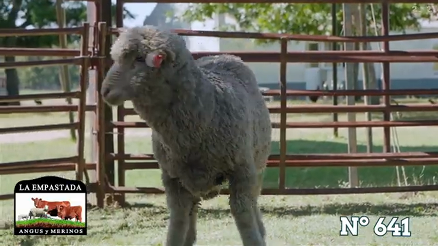 Lote Merino Australiano