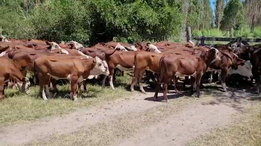 Lote 80 Terneras en Saladas, Corrientes