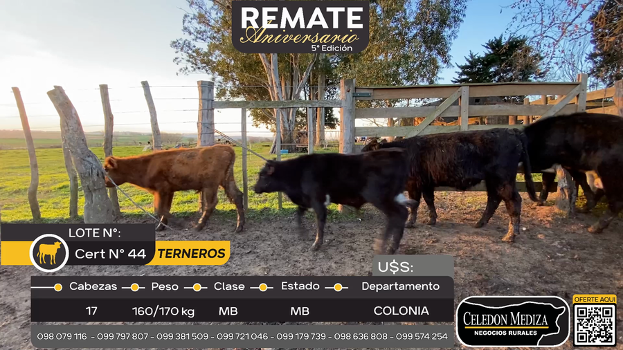 Lote 17 Terneros en La Horqueta, Colonia
