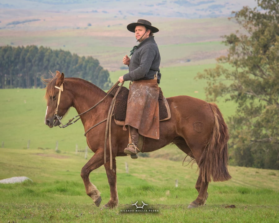 Lote Criollos da Fronteira El Gavilán Julieta