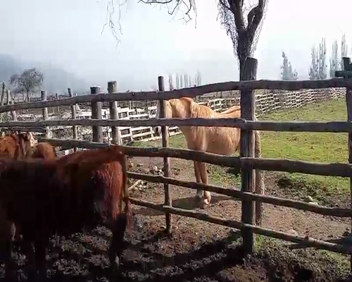 Lote 51 Ternero en Curicó, VII  Región Maule