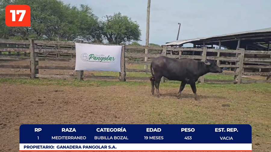 Lote LOTE 17