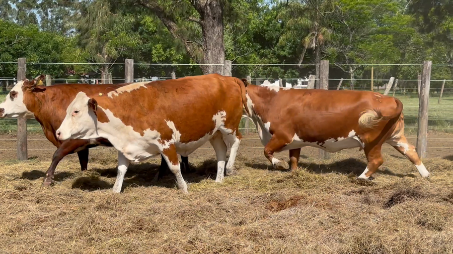 Lote 32 Vacas medio uso C/ gtia de preñez