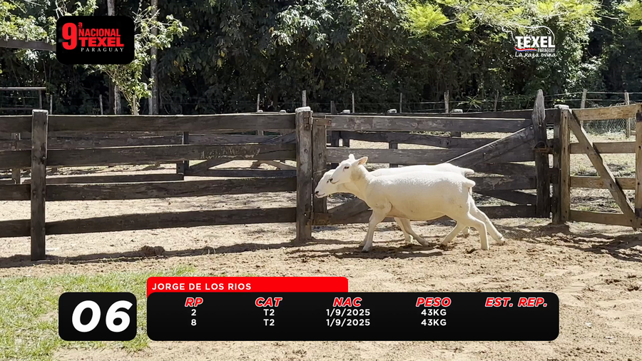 Lote LOTE 6