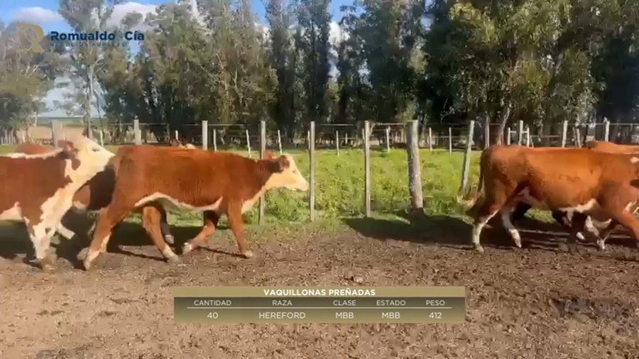 Lote 40 Vientres Preñados 100 % HEREFORD a remate en 6º Expo Nacional Hereford 412kg -  en NUEVA HELVECIA