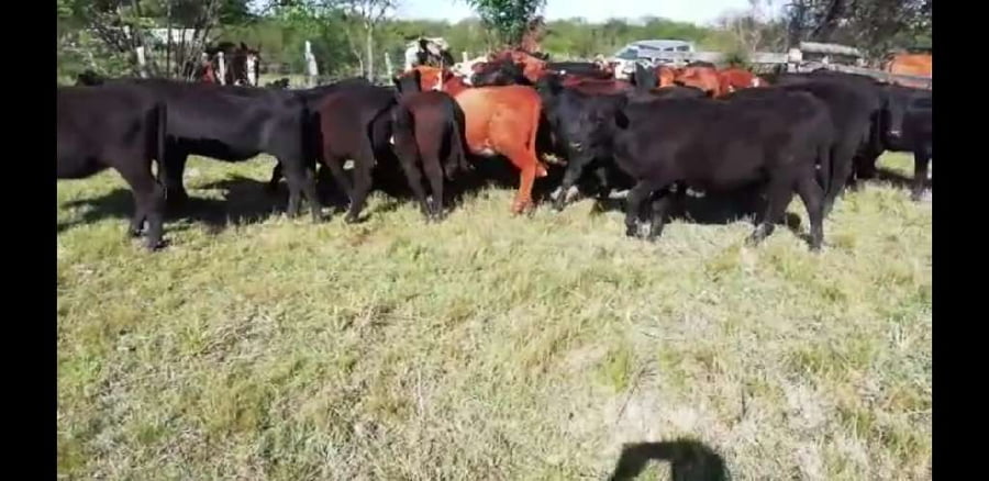 Lote 27 Vaquillonas en Villaguay, Entre Ríos