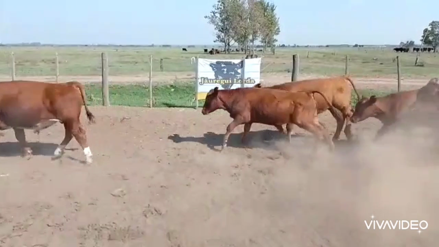 Lote 18 Terneros en Cañuelas, Buenos Aires