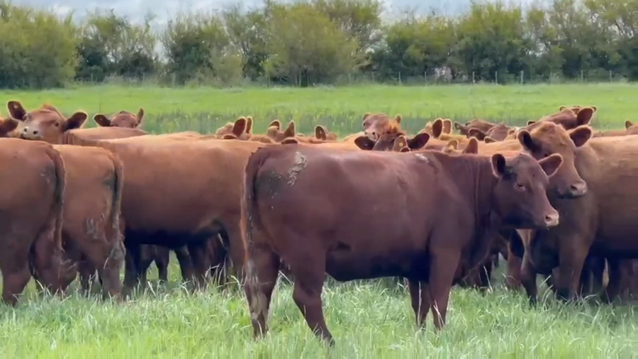 Lote 100 Vaquillonas c/garantía de preñez
