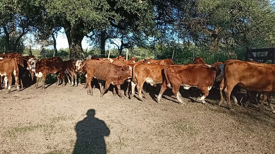 Lote 60 Terneros/as en Entre Ríos, El Cimarrón