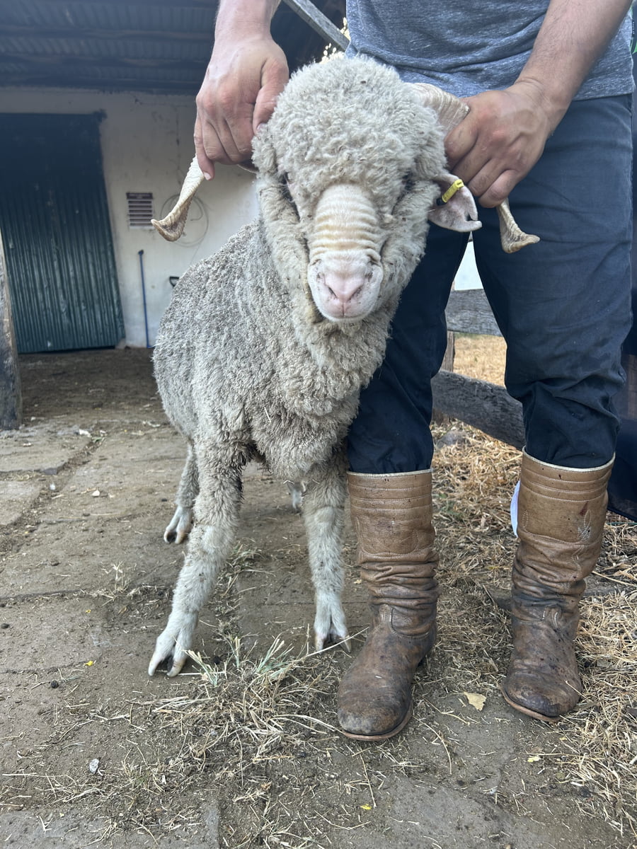 Lote Borrego 2D (MO: No)