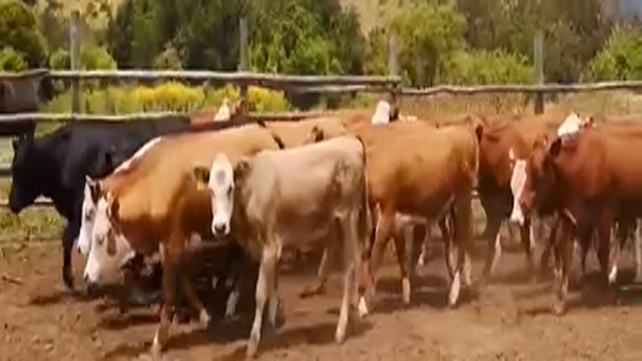 Lote 36 Vaquilla Engorda en V  Región Valparaíso, Puchuncaví