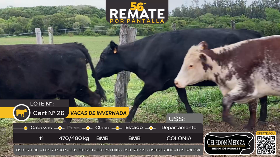 Lote 11 Vacas de Invernada en Riachuelo, Colonia