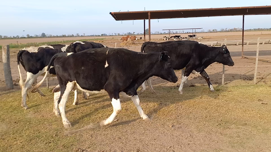 Lote 5 Vaquillonas preñadas Holando Argentina en Brinkmann, Córdoba