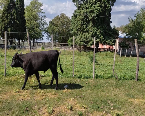 Lote (Vendido)Toros AA a remate en #11 Remate de Pantalla 300kg - , Colonia