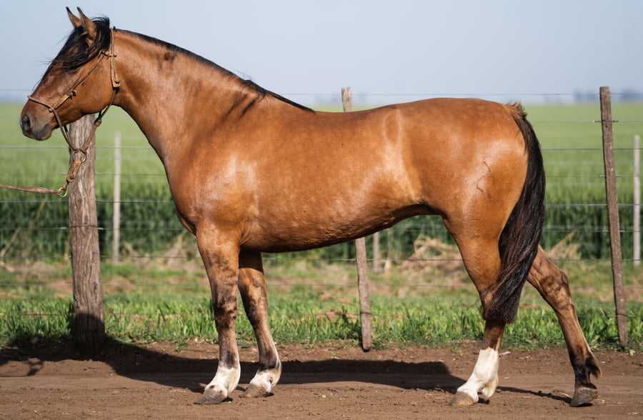 Lote SAN PEDRO PUESTERA