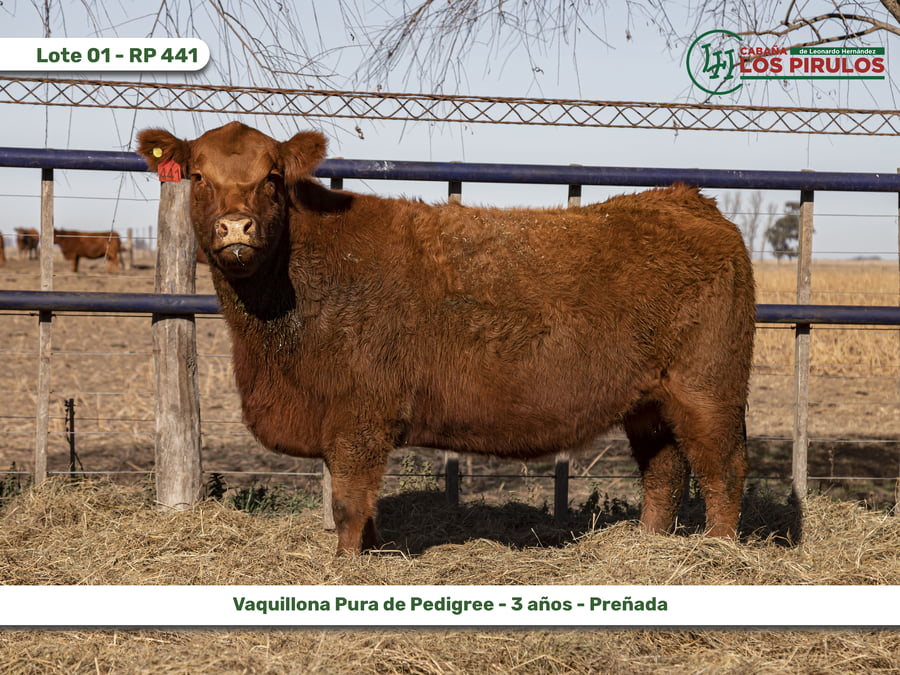 Lote VAQUILLONAS PURAS DE PEDIGREE
