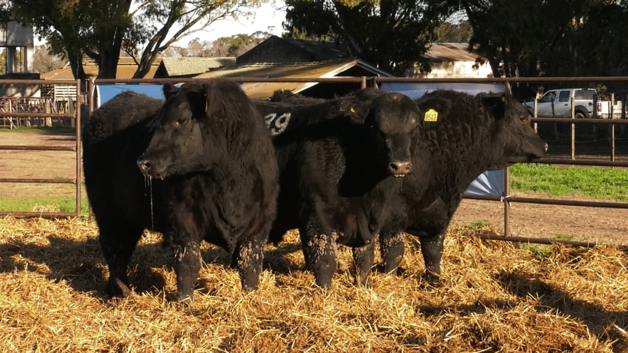 Lote TOROS ANGUS NEGROS PC