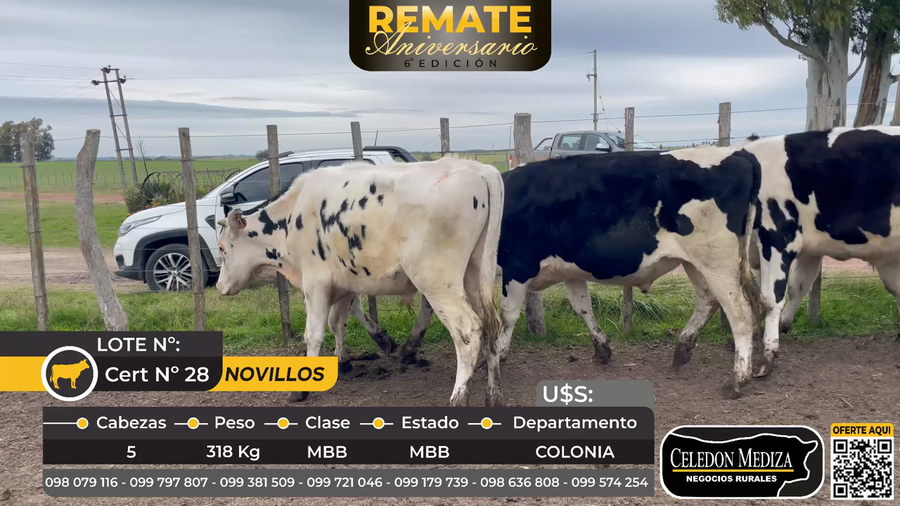 Lote 5 Novillos en Colonia