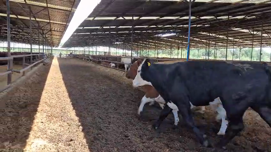 Lote 20 Novillo Gordo en Linares, VII  Región Maule