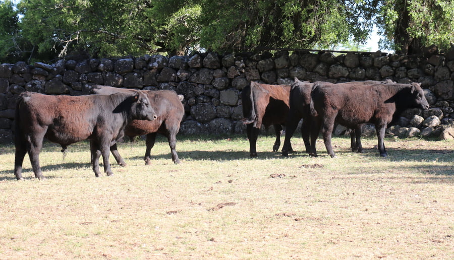 Lote Torito Angus