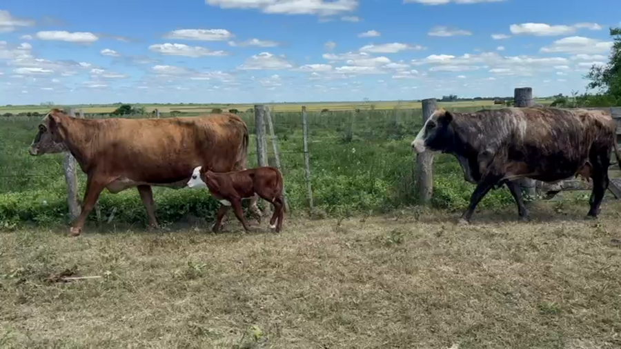 Lote 30 Vacas CUT preñadas