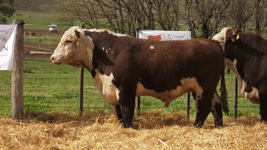 Lote TOROS PUROS REGISTRDOS