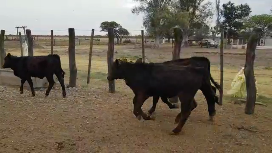 Lote 70 Terneros en Villa Ángela, Chaco