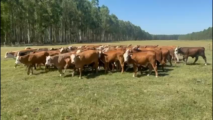 Lote 85 Terneros/as en Entre Ríos, Concordia