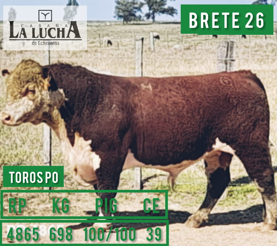 Lote TOROS POLLED HEREFORD PO