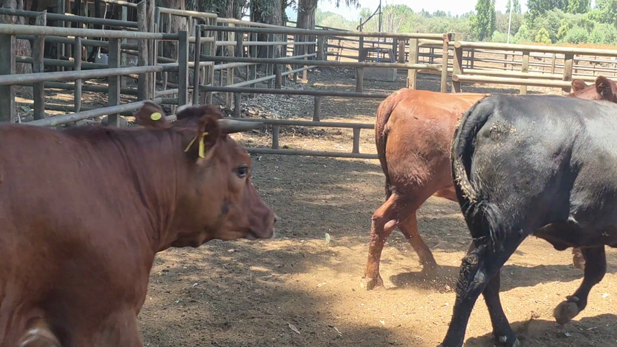 Lote 50 Vaquilla Gorda en Pelarco, VII  Región Maule