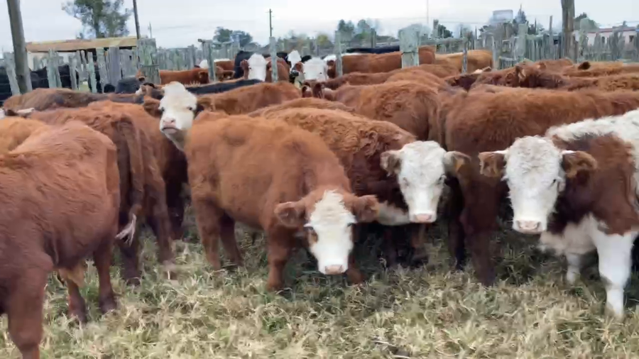 Lote 53 Terneros en Tupambaé, Cerro Largo