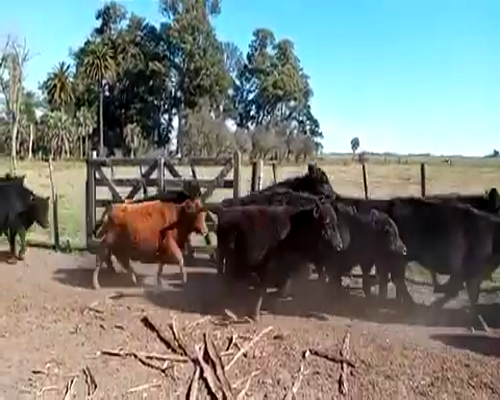 Lote 42 Terneros/as en Gral. Paz, Buenos Aires