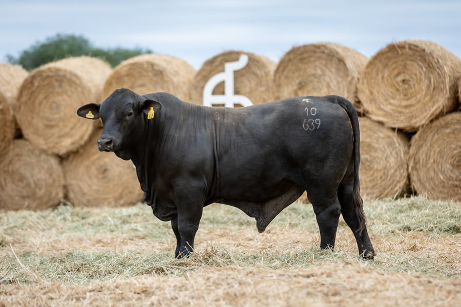 Lote Reproductores Altohondo - Lote 54