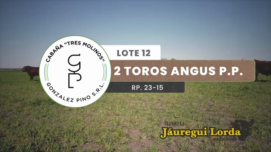 Lote 2 Toros PP