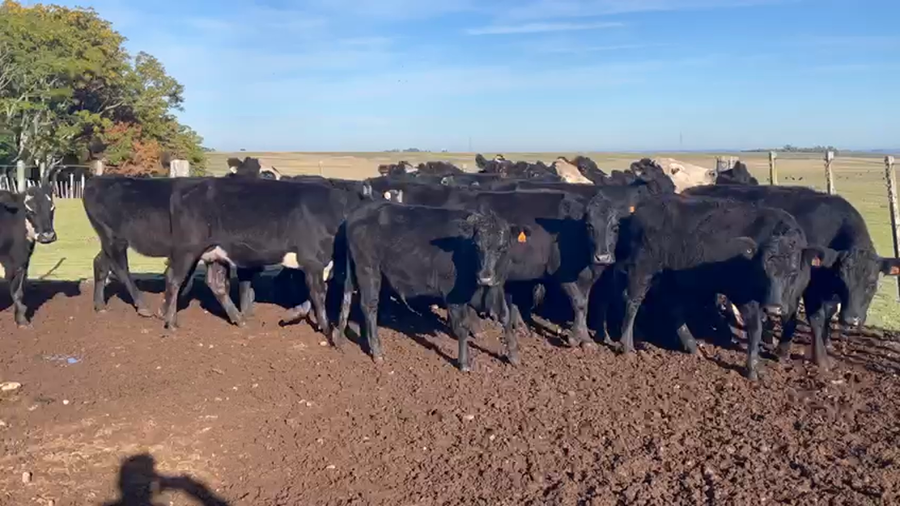 Lote VACAS DE INVERNADA