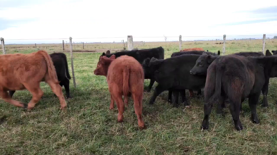 Lote 65 Terneros en Ayacucho, Buenos Aires