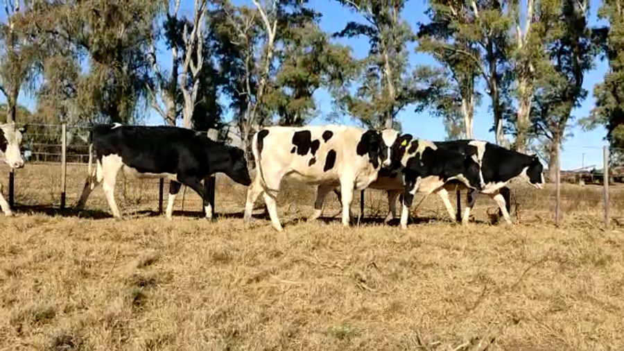 Lote Adalid Gervasio -  Vaq para entorar