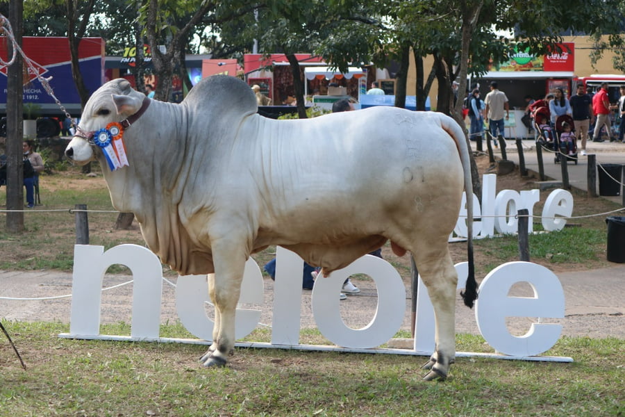 Lote Nelore a Bozal Expo Internacional 2022 RP 83  - Lote 13