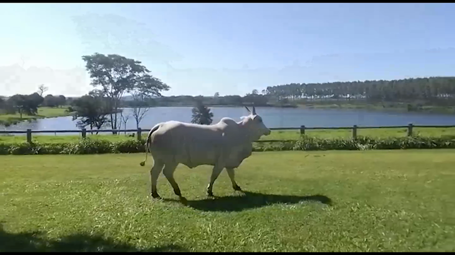 Lote LOTE DONACION - EMBRIONES