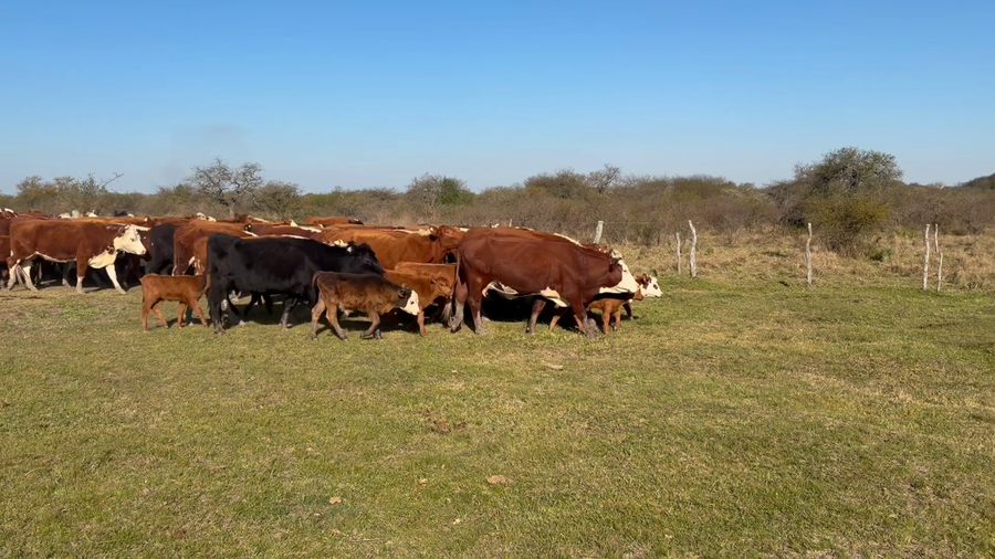 Lote 100 Vacas con Cría  en Entre Ríos, Los Conquistadores