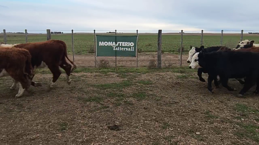 Lote 67 Terneras en Espartillar