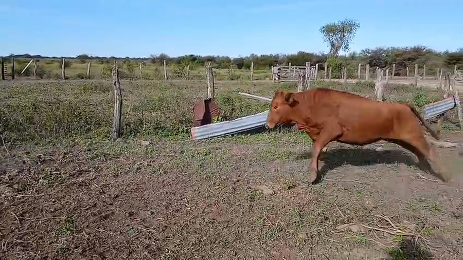 Lote 41 Novillitos y vaquillonas en Santa Fe, Gato Colorado