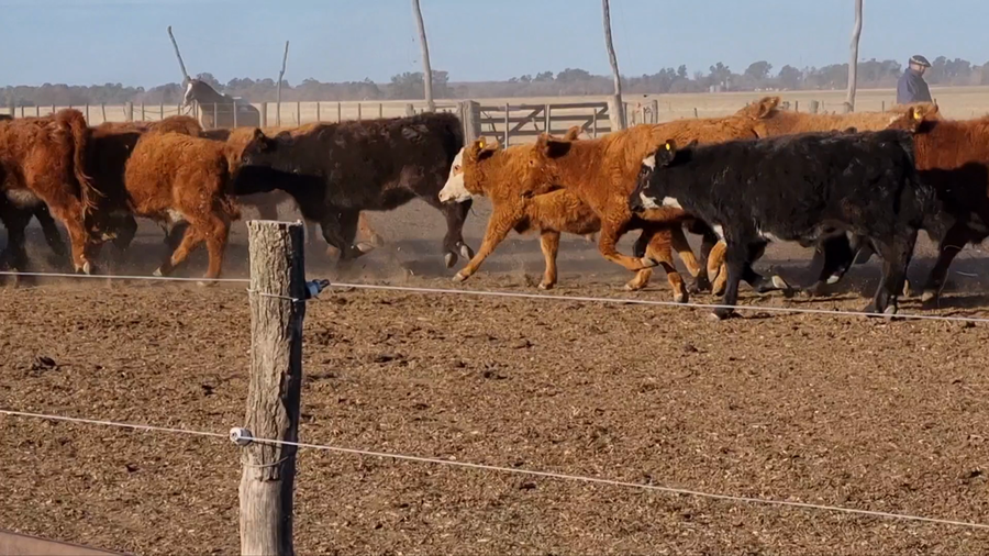 Lote 88 Terneros/as en Los Toldos, Buenos Aires