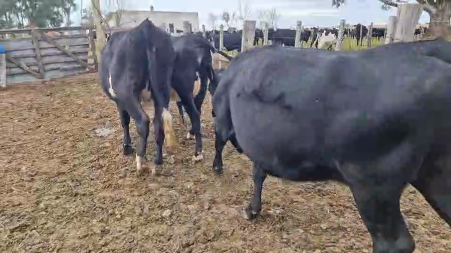 Lote 4 Vaquillonas  a remate en Pantalla Especial de Otoño, San José