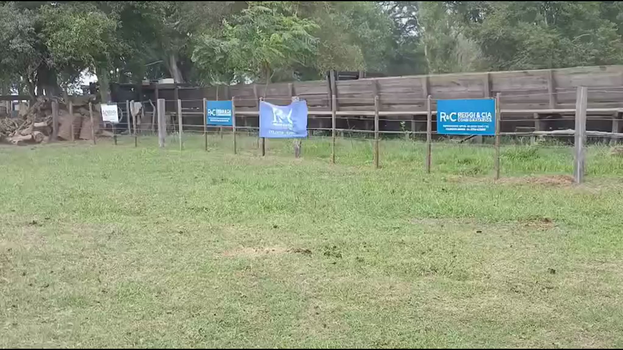 Lote 31 Vacas de invernar