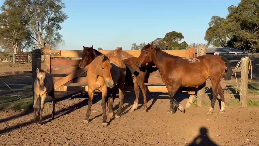 Lote 0 Yeguas en Corrientes, Curuzú-Cuatiá